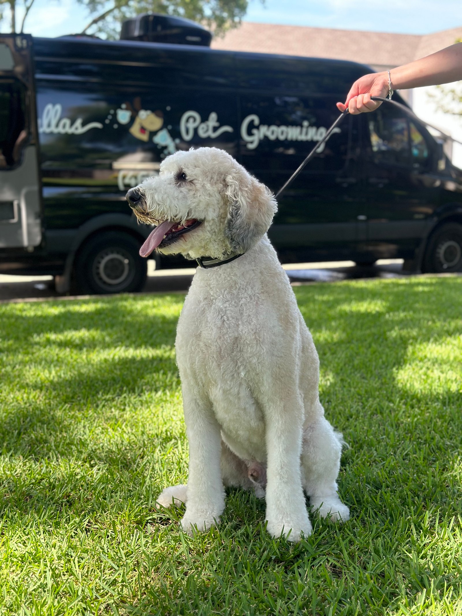 Dallas Pet Grooming Customer