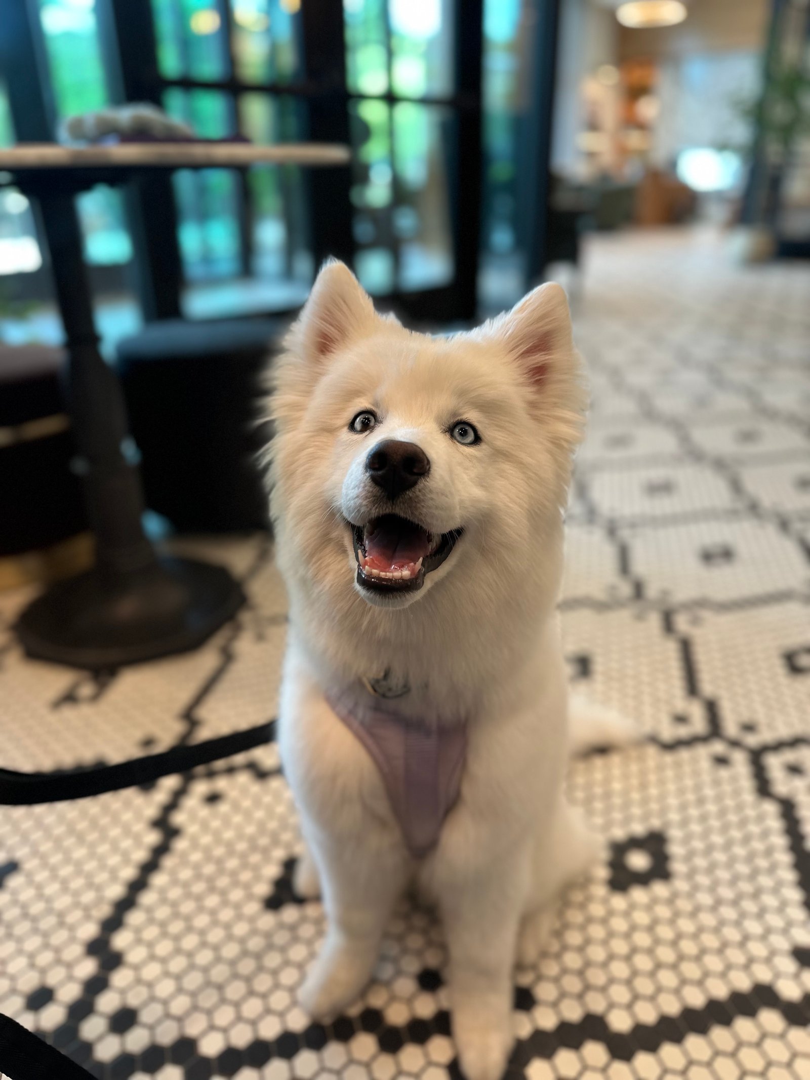 Dallas Pet Grooming Customer