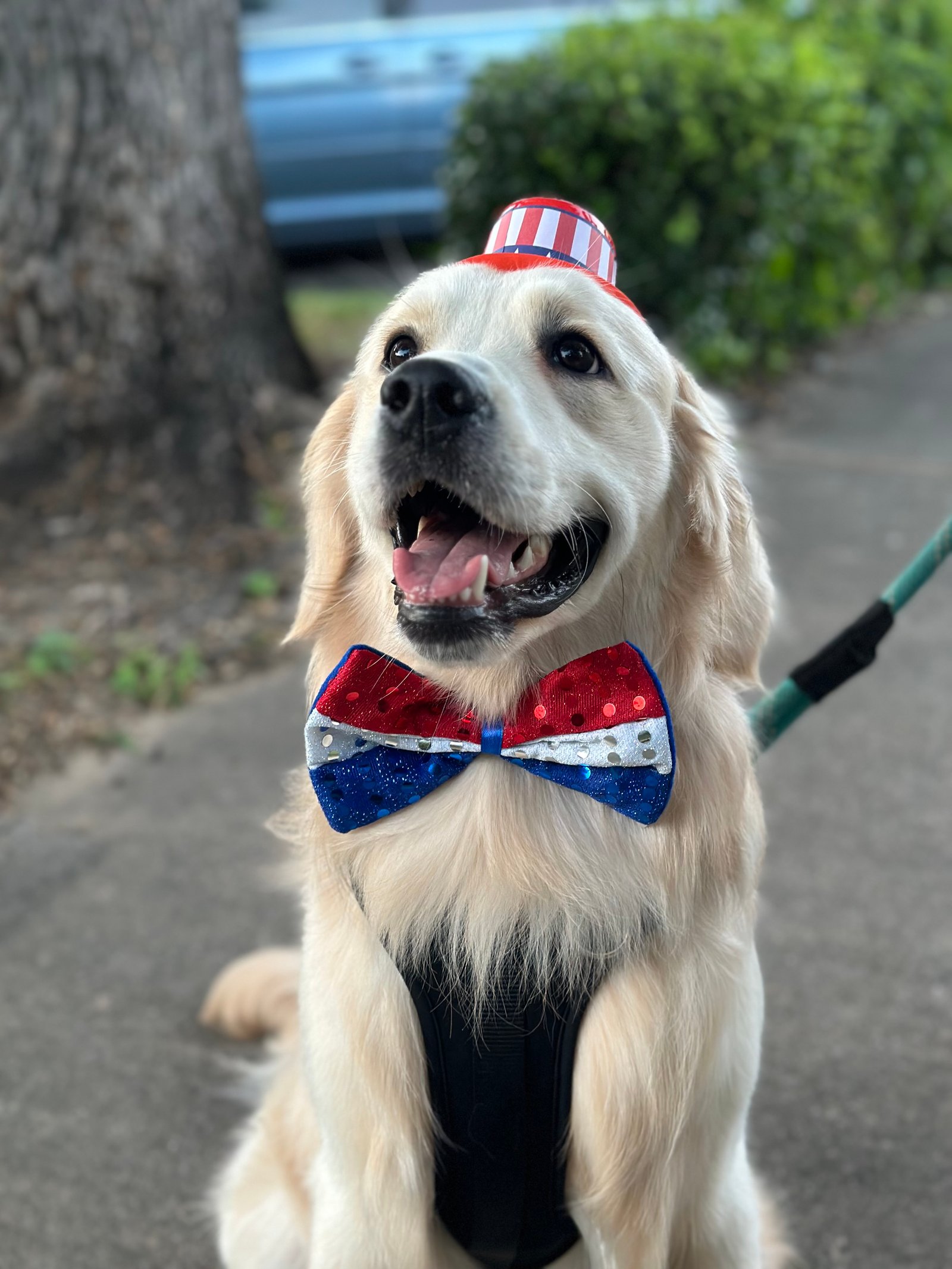 Dallas Pet Grooming Customer