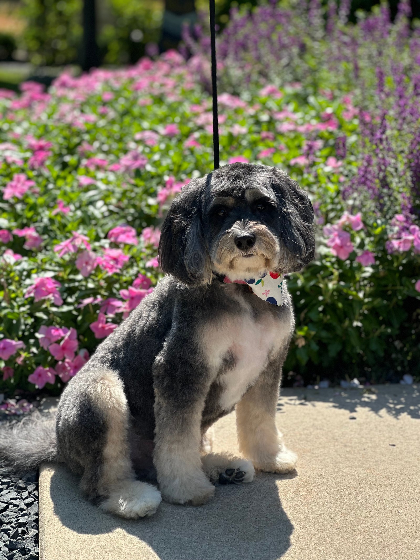Dallas Pet Grooming Customer