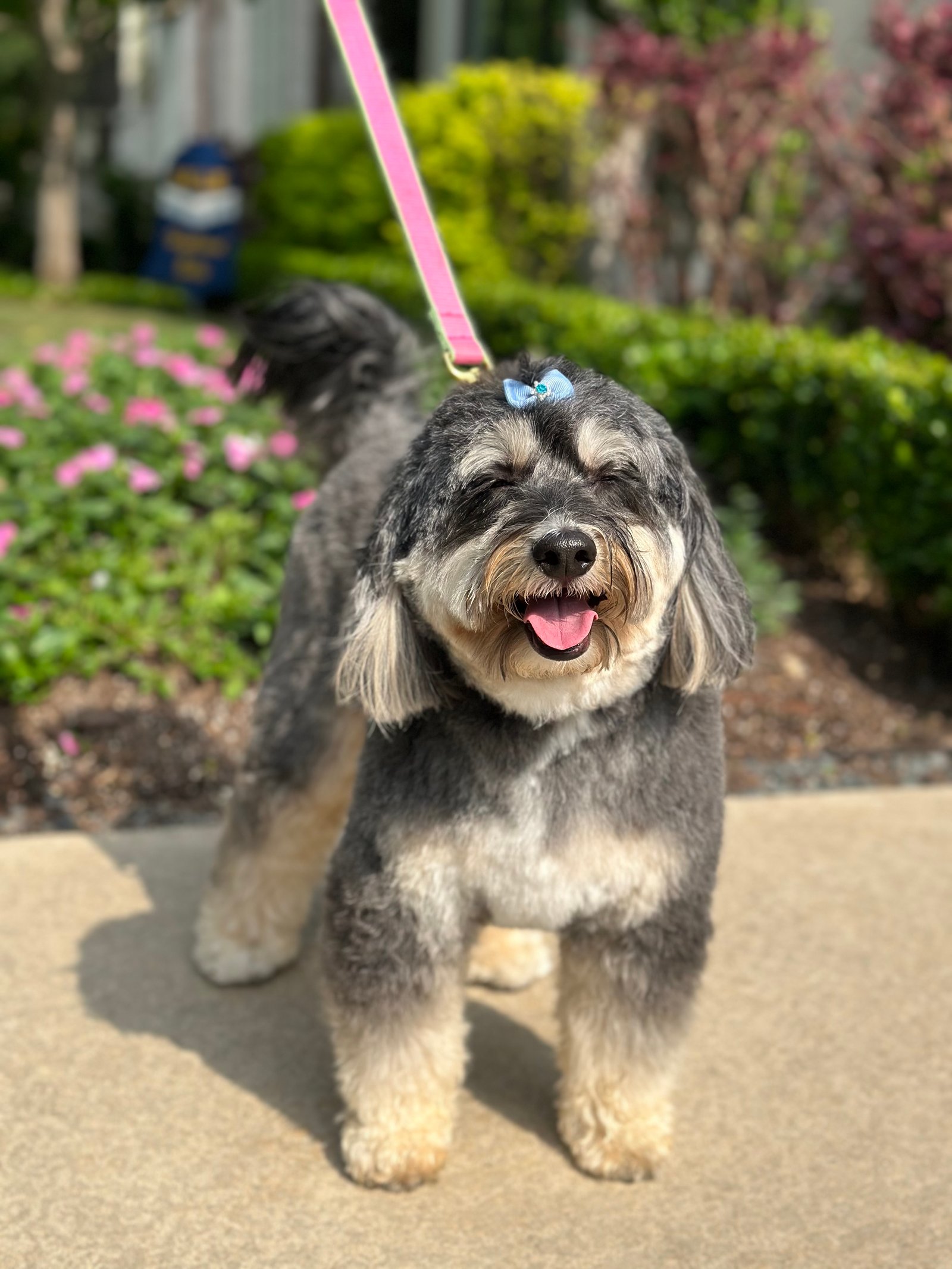 Dallas Pet Grooming Customer