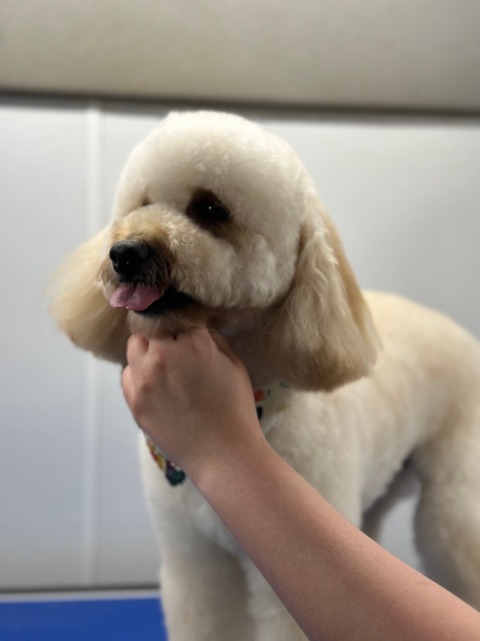 Dallas Pet Grooming Customer