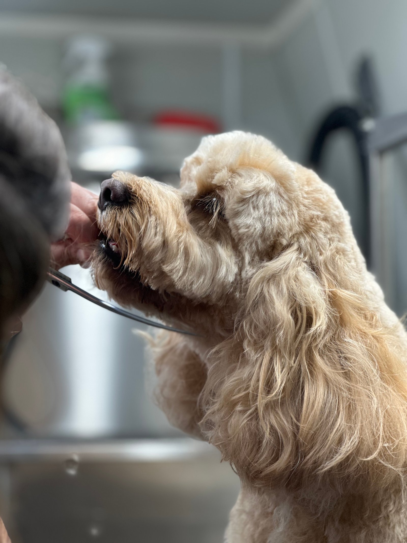 Dallas Pet Grooming Customer