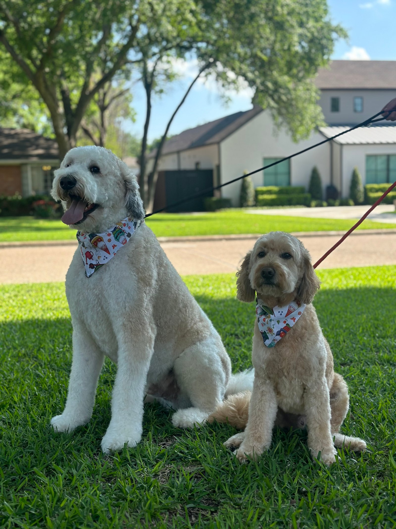 Dallas Pet Grooming Customer