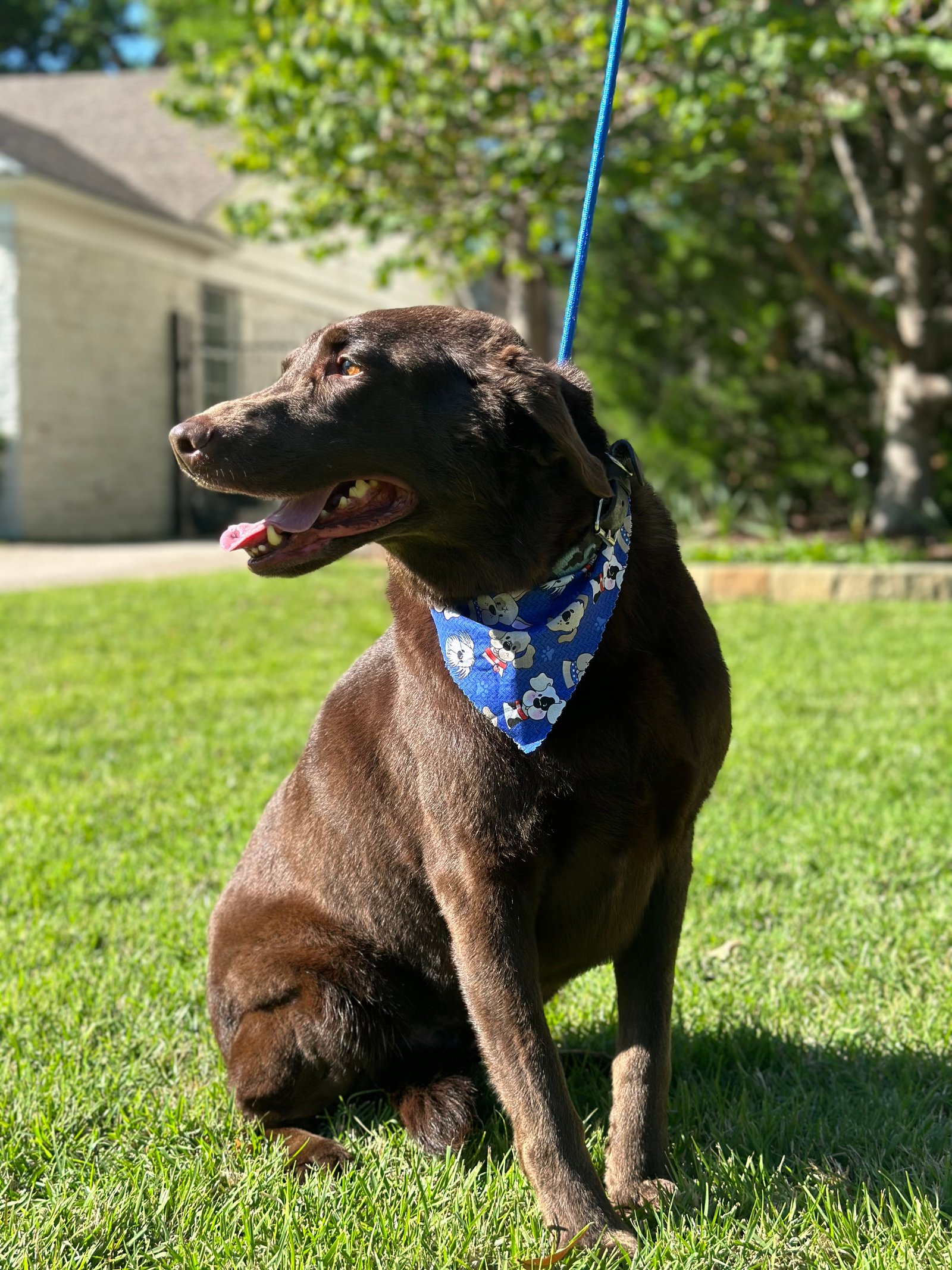 Dallas Pet Grooming Customer