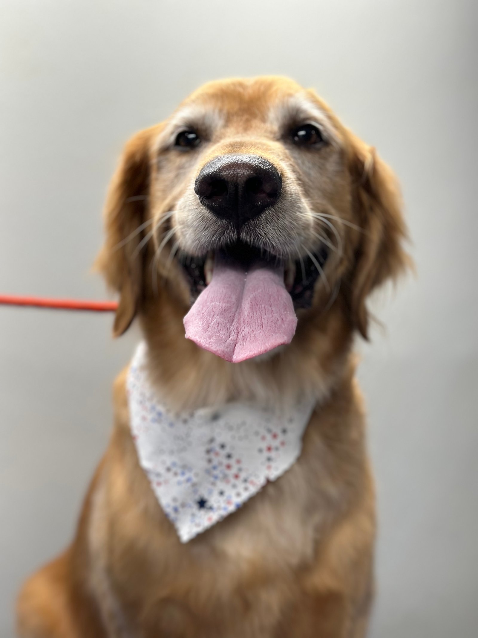 Dallas Pet Grooming Customer