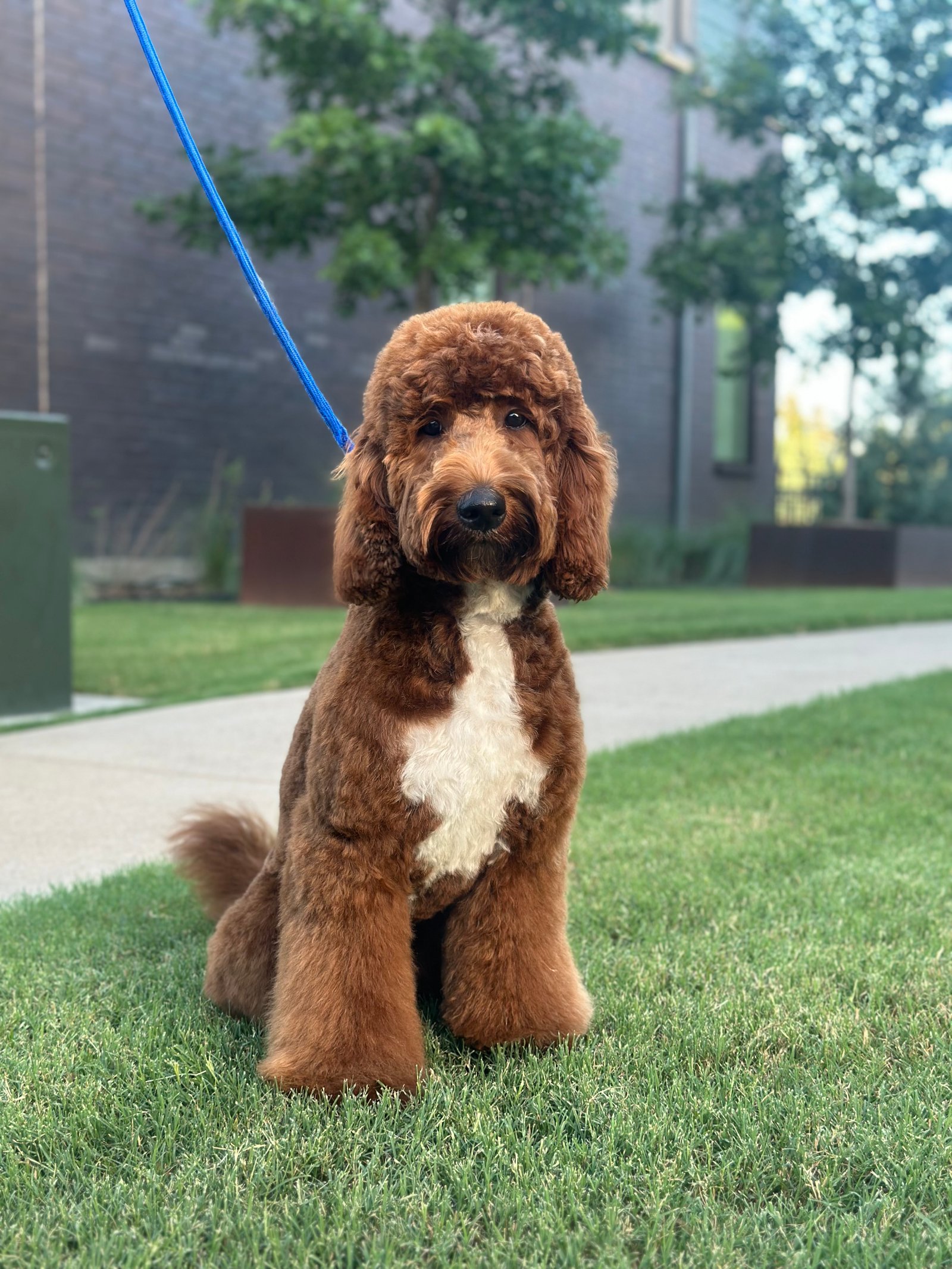 Dallas Pet Grooming Customer