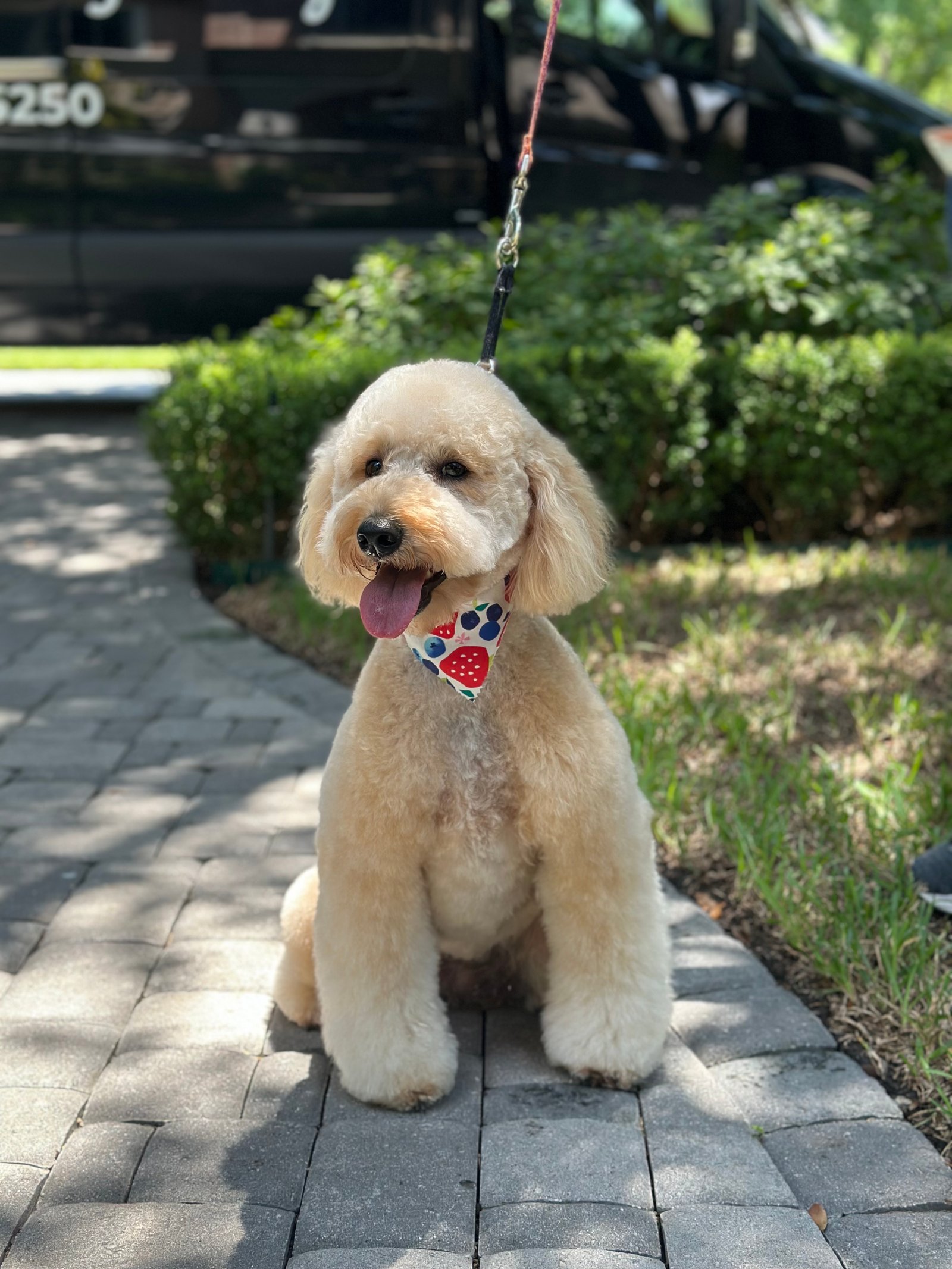 Dallas Pet Grooming Customer