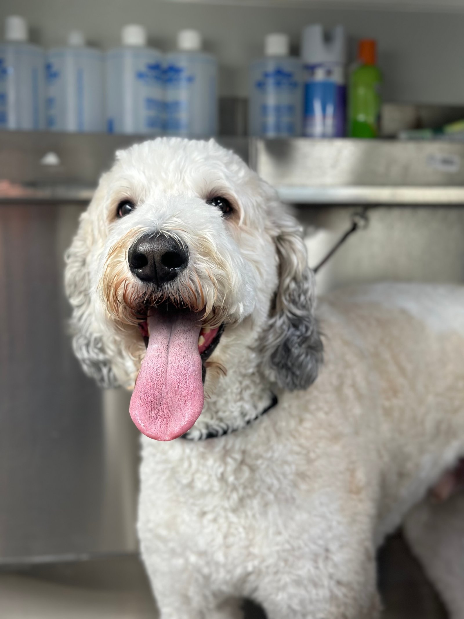 Dallas Pet Grooming Customer