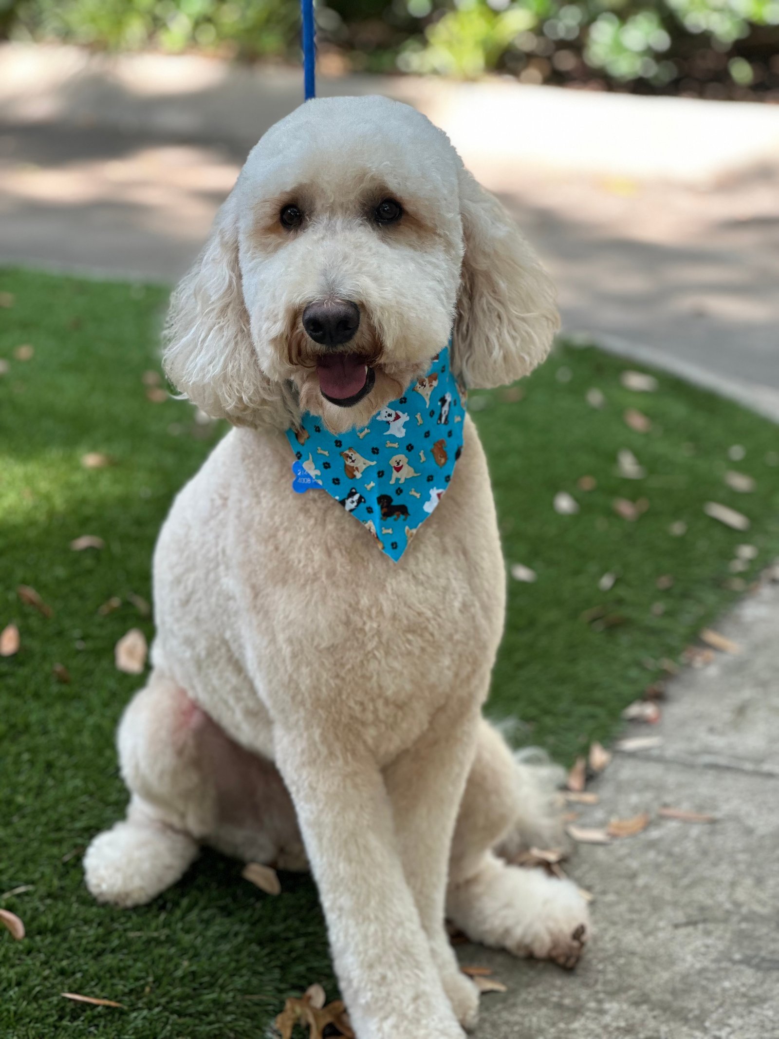 Dallas Pet Grooming Customer