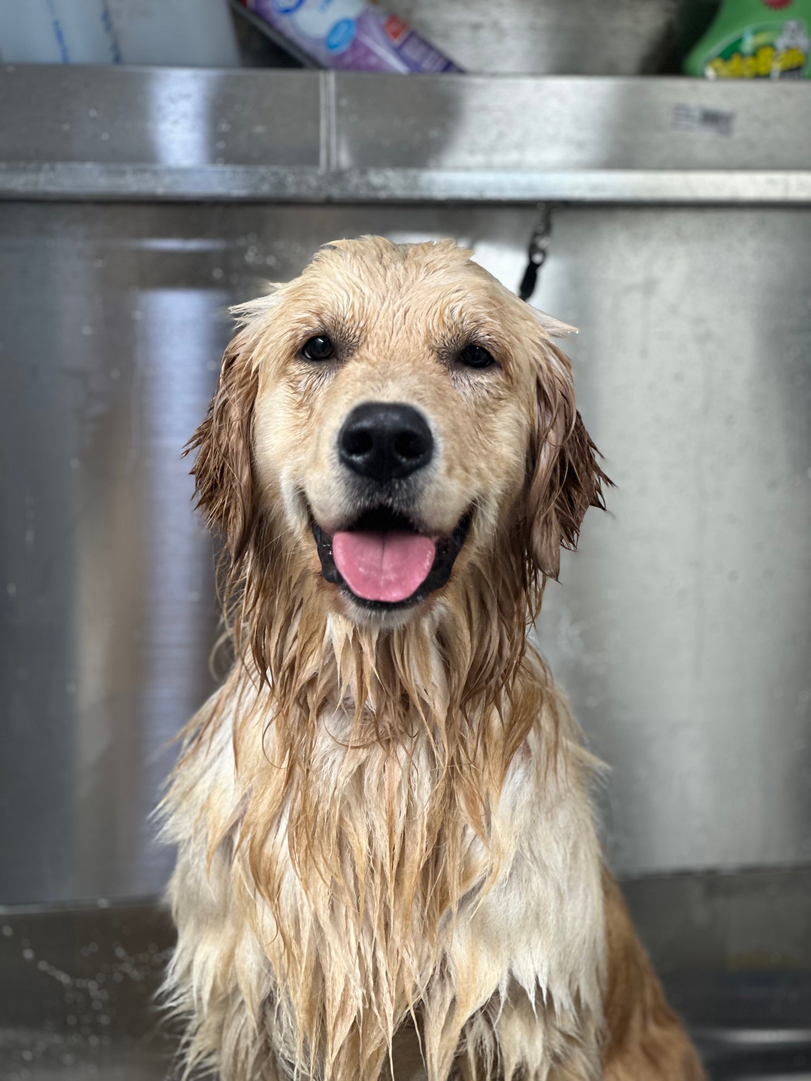Dallas Pet Grooming Customer