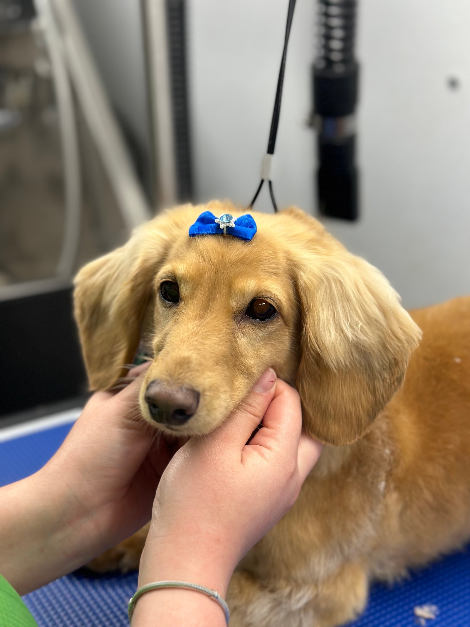 Dallas Pet Grooming Customer