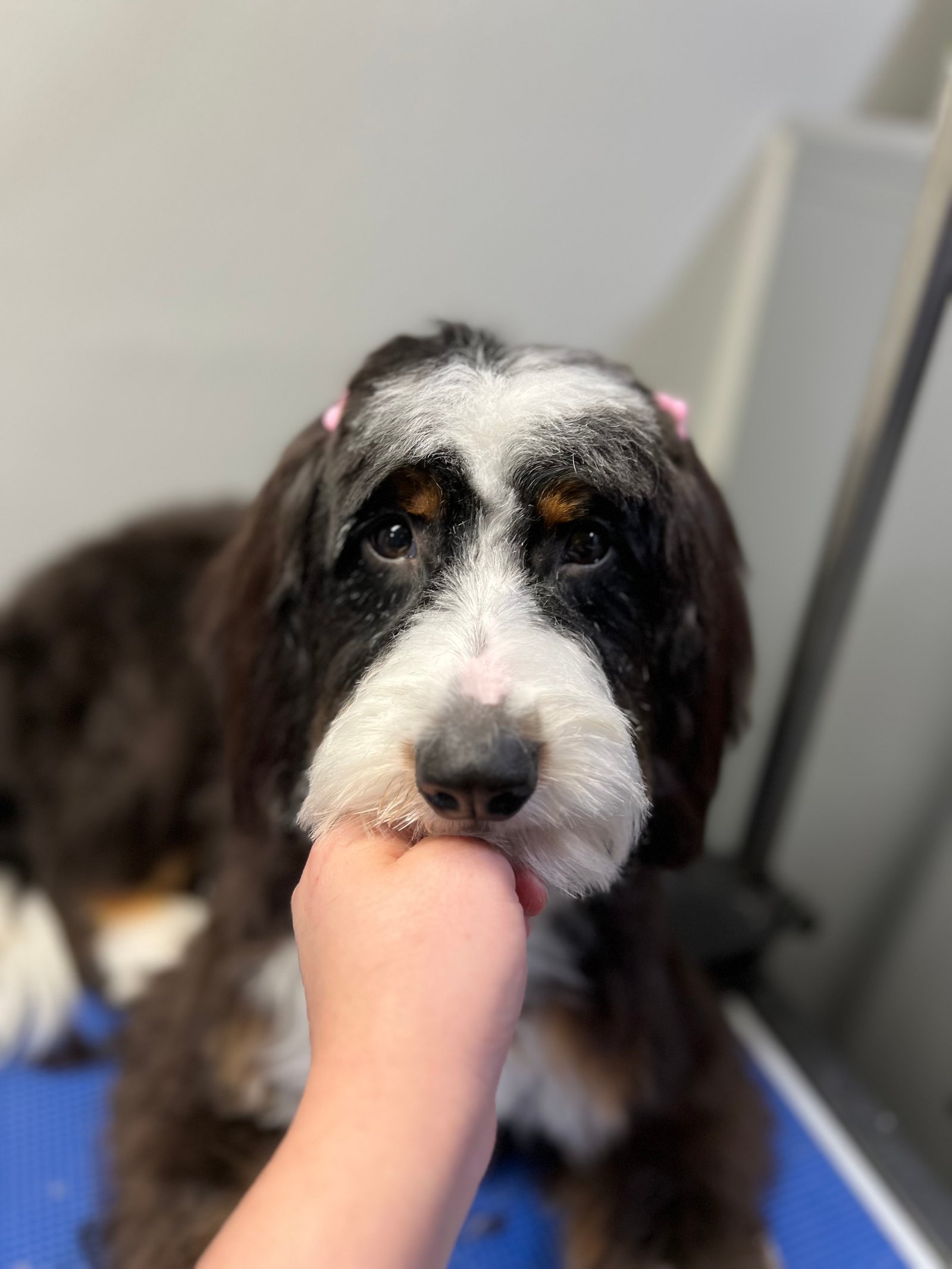 Dallas Pet Grooming Customer