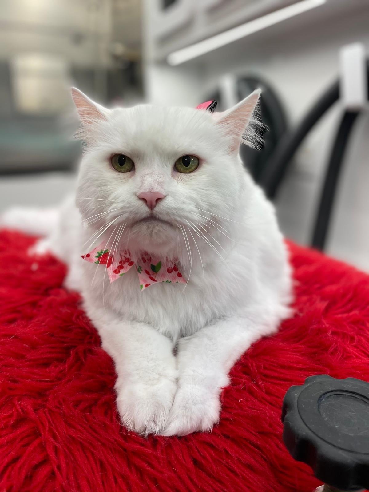 Dallas Pet Grooming Services Customer